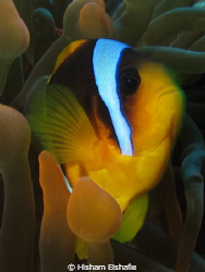 Clone fish, taken with Canon G12 Camira by Hisham Elshafie 